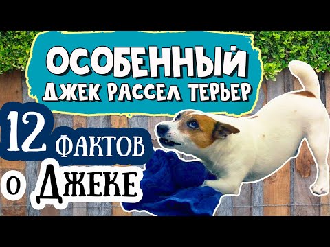 Видео: Странности ДЖЕК РАССЕЛ ТЕРЬЕРА. Несколько интересных фактов о Джеке