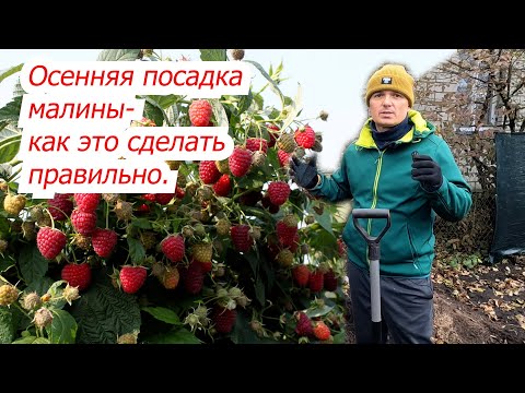 Видео: Осенняя посадка малины- что и как сделать, что бы получать хорошие урожаи.