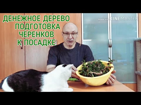 Видео: Денежное дерево. Подготовка черенков к посадке.