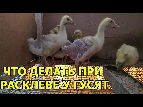 Видео: РАСКЛЕВ У ГУСЯТ,КУР,ПТЕНЦОВ ПРОВЕРЯЮ МЕТОДЫ БОРЬБЫ.ВЫЩИПЫВАЮТ ПУХ.