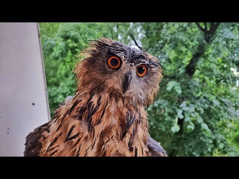 Видео: Сова Ёль со стальными яй..нервами под московской бурей