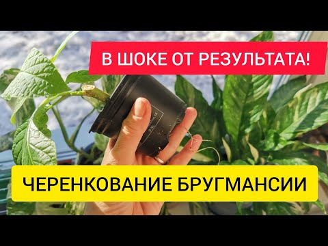 Видео: ПРИЖИВАЕТСЯ ДАЖЕ ПАЛКА Черенкование БРУГМАНСИИ Трубы Ангела РЕЗУЛЬТАТ УДИВИЛ