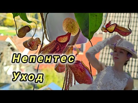 Видео: НЕПЕНТЕС УХОД В ДОМАШНИХ УСЛОВИЯХ #top #цветы #plants #garden #nature #