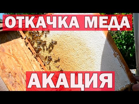 Видео: Откачка меда с акации.