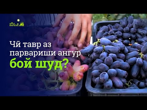Видео: “То 35 сомонӣ нарх дорад”. Асрори ангурпарварӣ дар Тоҷикистон