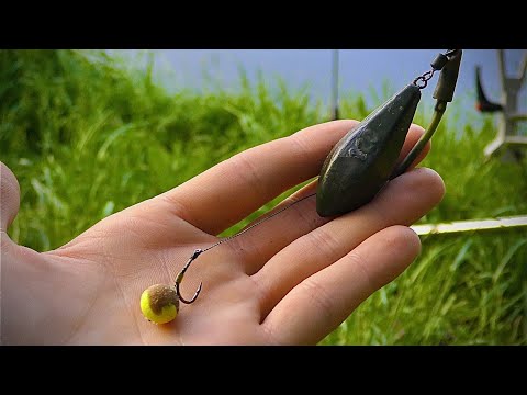 Видео: ЗАСІВ В КУЩАХ, А ТУТ РИБИ КИШИТЬ. Сазани після нересту як здуріли