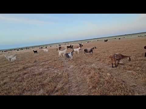 Видео: Құнажын байталдар құлындады. Қой түнету