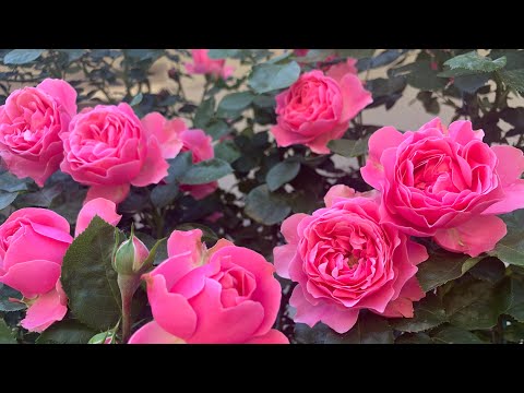 Видео: Роза Леонардо да Винчи (Rosе  Leonardo da Vinci ) Франция Meilland  г. Киев 21.06.2022 г.