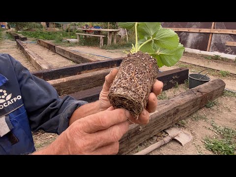 Видео: Первая рассада клубники, приобрели новый сорт из Сочи☀️