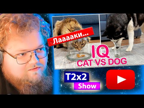 Видео: T2x2 смотрит КТО УМНЕЕ ЛАКИ ИЛИ КОШКА / кошки ИЛИ собаки Хаски