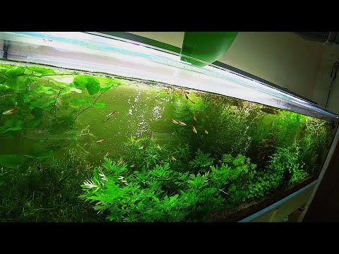 Видео: Запустил стаю неонов в травник