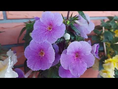 Видео: Ахименес "дружная семейка"