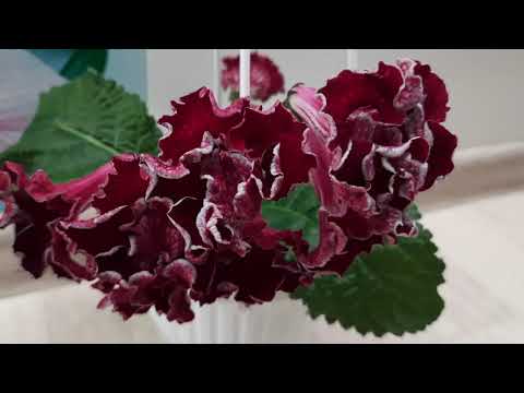 Видео: Стрептокарпусы зацветают!  апрель 2021