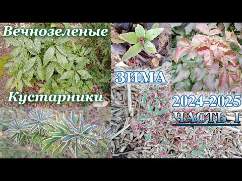 Видео: Большой обзор вечнозеленых кустарников моего сада, зима 2024/2025. Часть 1.