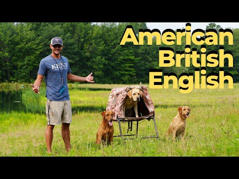 Видео: Какой лабрадор-ретривер лучший: американский, британский или английский?