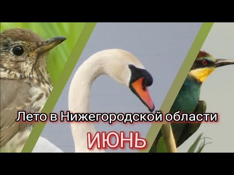 Видео: Лето в Нижегородской области / ИЮНЬ