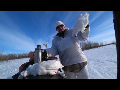 Видео: ОХОТА НА БЕЛУЮ КУРОПАТКУ НА КРАЙНЕМ СЕВЕРНЕ. Охота с Береттой.