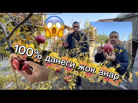 Видео: 100% данеги жок анар