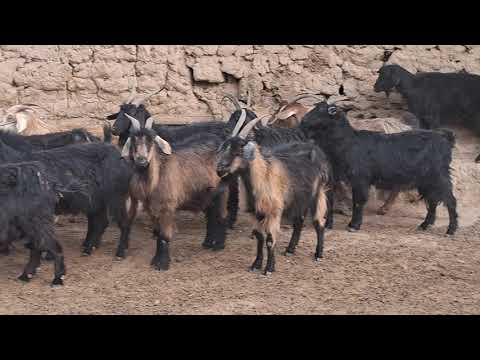 Видео: 16 сар бузи арзон 880800043 ватсап 939919046