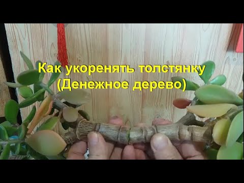 Видео: Как можно укоренять толстянку, крассулу (Денежное дерево)? How can one root a crassula, (Money tree)