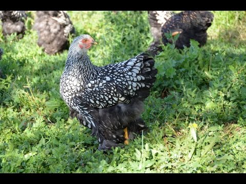 Видео: Молодняк кур 2015 года в хозяйстве Гуковские куры.