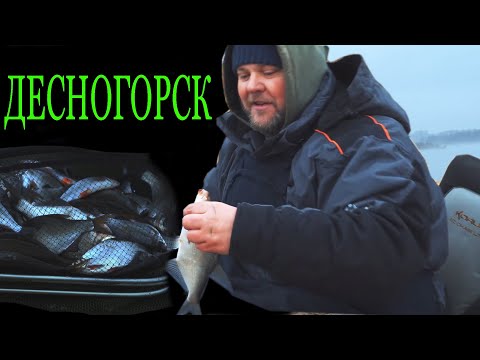 Видео: Зимний фидер в Десногорске. Как ловить и что клюет?