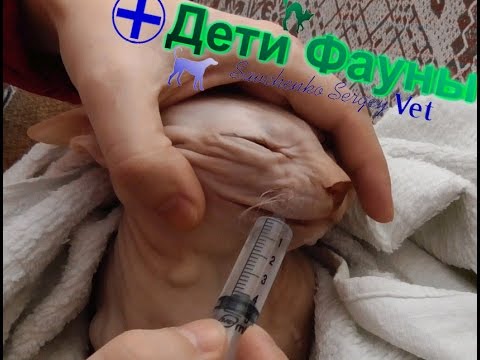 Видео: Как напоить кошку? Такой метод подойдет и для собак