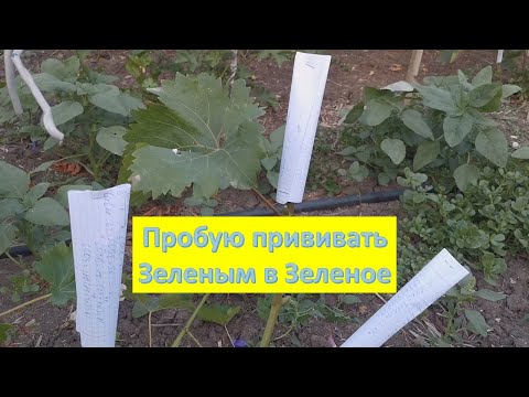 Видео: 30 июня 2024 Прививаю "Зеленым в Зеленое"