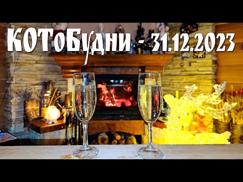 Видео: КОТоБудни накануне Нового 2024 года... |  The life of Cats on the eve of the New Year