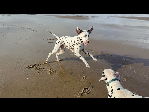 Видео: Сдул паутину