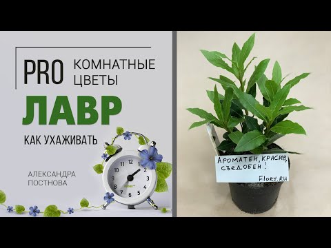 Видео: Комнатное растение Лавр благородный | Как вырастить дома лаврушку и на что обратить внимание