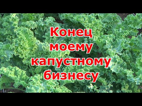 Видео: Результат моего маленького бизнеса по листовой капусте кале. Можно ли заработать на ЭКО-капусте.