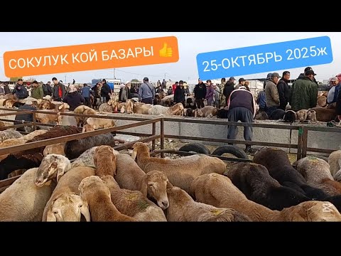 Видео: Сокулук МАЛ БАЗАР Кой базар 25-ОКТЯБРЬ 2025ж