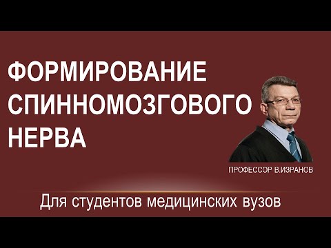 Видео: Формирование спинномозгового нерва