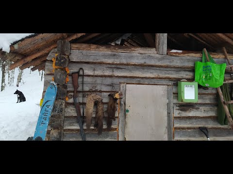 Видео: ОХОТА НА КУНИЦУ КАПКАНАМИ / РОСОМАХА И КУНИЦА НА ФОТОЛОВУШКЕ / ИЗБА / БЫТ