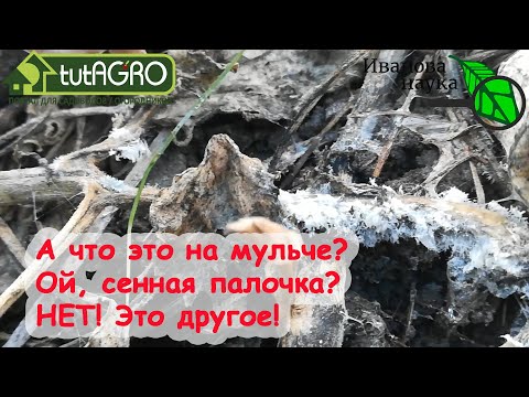 Видео: КРАСНЫМ СТЕРЖНЕМ. Мульча есть, а мозгов нет? Ошибки в выборе БЛОГЕРА могут оставить вас БЕЗ УРОЖАЯ.
