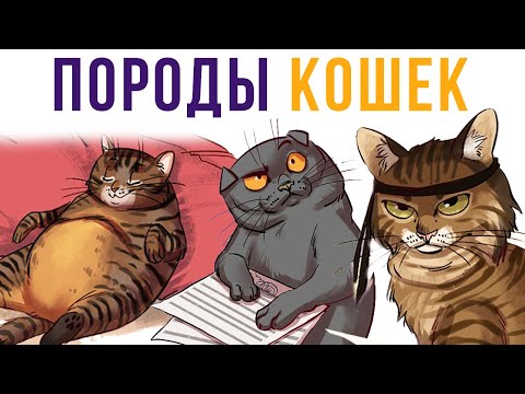 Видео: Комиксы. Породы кошек | Мемозг #307