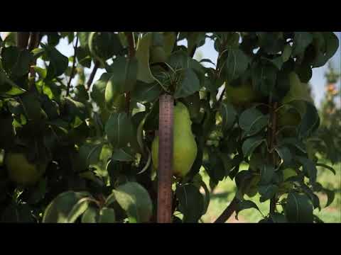 Видео: Груша промышленные сады. Видео от ООО Творница
