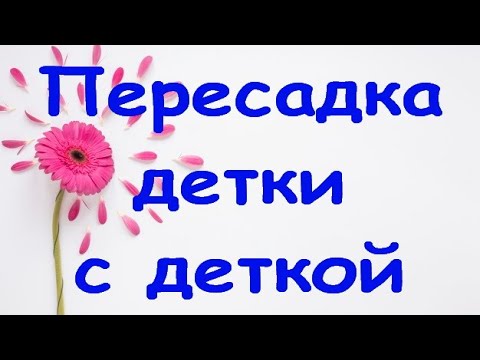 Видео: ОРХИДЕЯ-детка,но уже-МАМА:пересадка детки с деткой+состояние через 2 месяца.