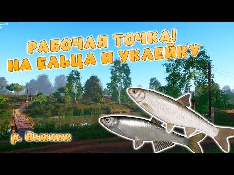 Видео: Русская рыбалка 4 - РАБОЧАЯ ТОЧКА! НА ЕЛЬЦА И УКЛЕЙКУ! ДЛЯ ЗАКРЫТИЯ НА р. Вьюнок!