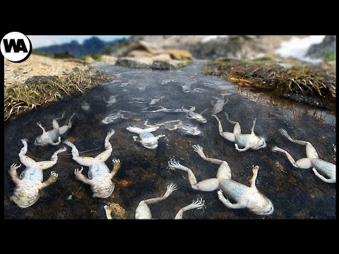 Видео: Вот Почему Нельзя Торговать Лягушками