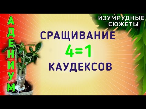 Видео: Адениумы. Как сформировать красивый каудекс. 4=1.