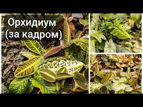 Видео: Орхидиум (за кадром) от студии GreenRare