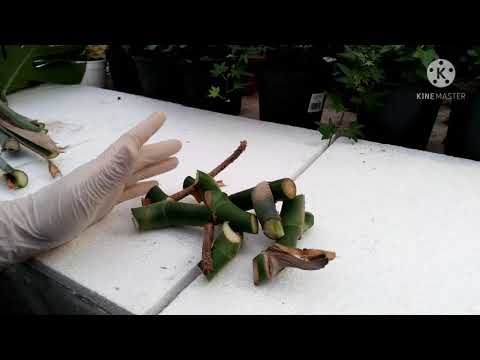 Видео: Монстера гуллини купайтириш