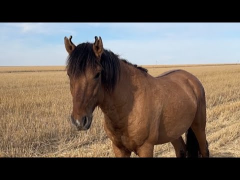 Видео: Қаражал(Жабы).