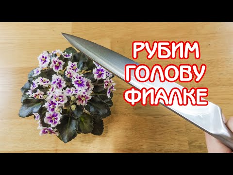 Видео: Омоложение фиалки | Укореняем верхушку (голову) | Советы по уходу за фиалками #09 | Мои фиалки