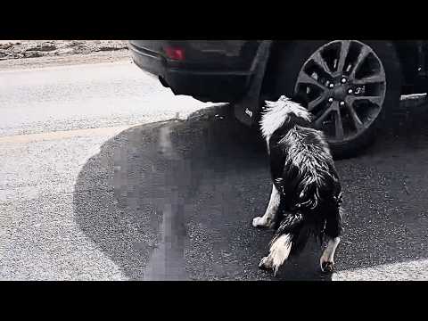 Видео: Забытая бездомная собака смотрит, как мимо проезжают машины, но ни одна не останавливается ради него