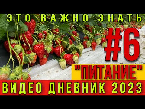 Видео: Питание клубники. Полив и обработки клубники. Видео дневник 2023 ЧАСТЬ # 6