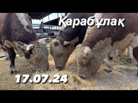 Видео: Қарабұлақ мал базары 17.07.24 Бұқа. Сиыр. Бұзау