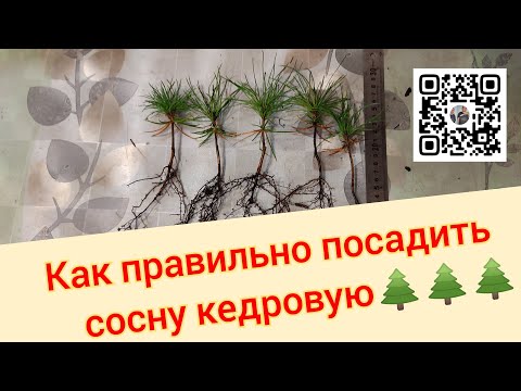 Видео: Как правильно посадить Сибирский кедр🌲 & Корейский кедр🌲